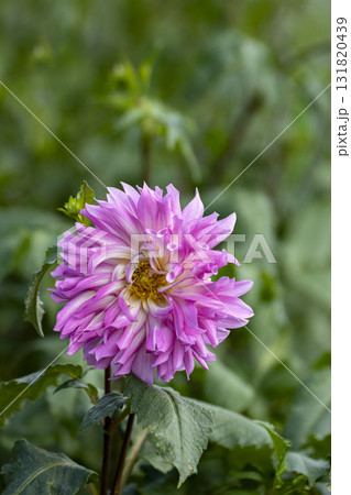 ダリアの花のクローズアップ 131820439