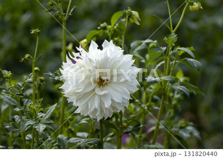 ダリアの花のクローズアップ ダリアの花のクローズアップ 131820440