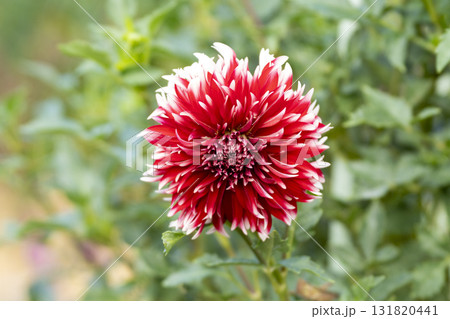 ダリアの花のクローズアップ ダリアの花のクローズアップ 131820441