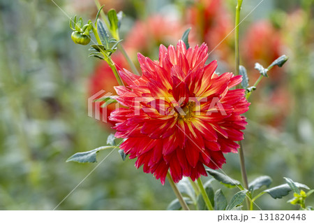 ダリアの花のクローズアップ ダリアの花のクローズアップ 131820448
