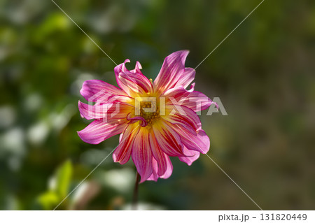 ダリアの花のクローズアップ ダリアの花のクローズアップ 131820449