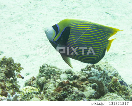 タテジマキンチャクダイ 131821817