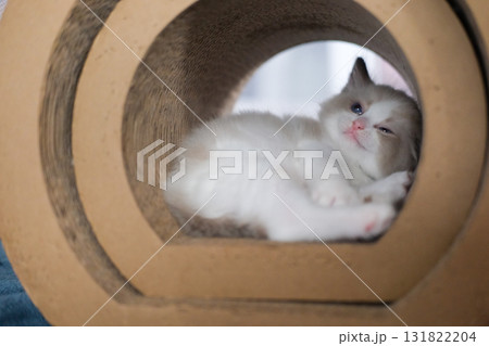 1 month old, ragdoll kitten wondering inside the cat scratching tunnel, domestic cat 131822204