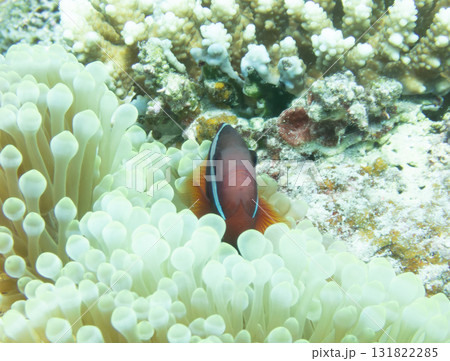 ハマクマノミ 131822285