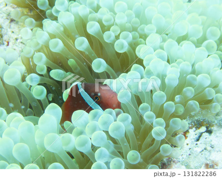 ハマクマノミ 131822286