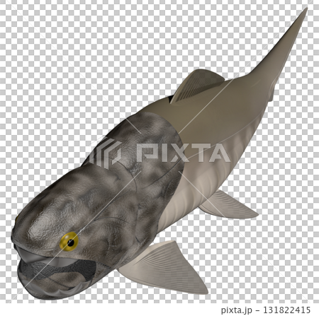 ダンクルオステウス ダンクルオステウス 131822415