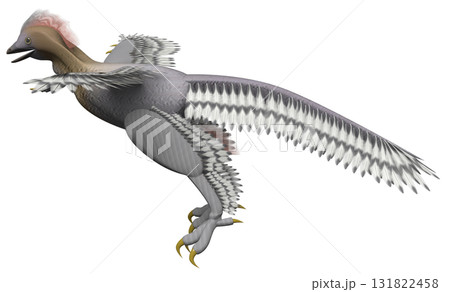 アンキオルニス アンキオルニス 131822458