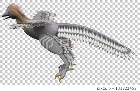 アンキオルニス アンキオルニス 131822458