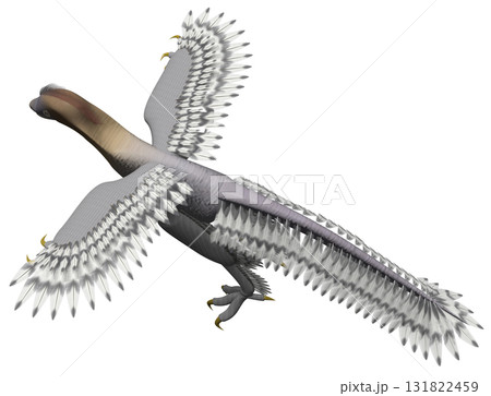 アンキオルニス アンキオルニス 131822459