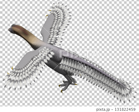 アンキオルニス アンキオルニス 131822459