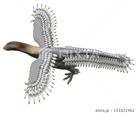 アンキオルニス アンキオルニス 131822462