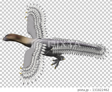 アンキオルニス アンキオルニス 131822462