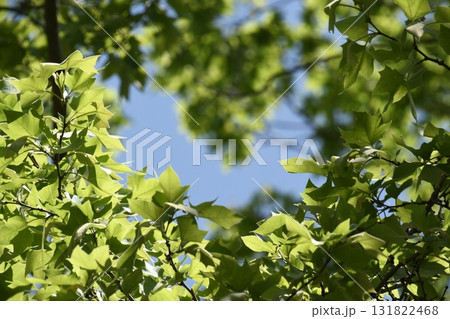 蚕糸の森公園　新緑 131822468