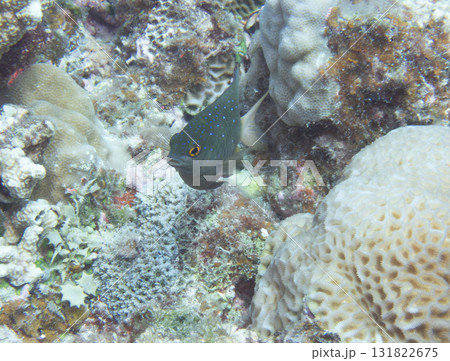 ルリホシスズメダイ 131822675