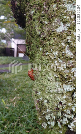 セミの抜殻 セミの抜殻 131823184