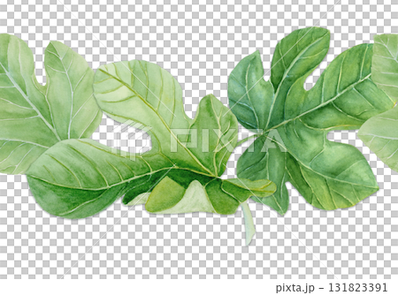 Fig leaf, detailed green texture watercolor seamless border isolated on white. Hand-painted botanical clipart for organic design, food packaging, eco branding, seasonal decor, healthy lifestyle Fig leaf, detailed green texture watercolor seamless border isolated on white. Hand-painted botanical clipart for organic design, food packaging, eco branding, seasonal decor, healthy lifestyle 131823391