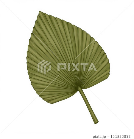 Olive Green Dried Palm Leaf on White Background 131823852