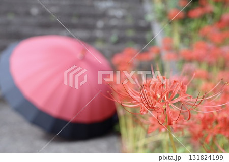 赤い傘と彼岸花 131824199