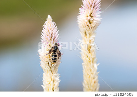 ノゲイトウの蜜を吸うヒメハラナガツチバチ ノゲイトウの蜜を吸うヒメハラナガツチバチ 131824509