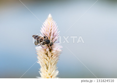 ノゲイトウの蜜を吸うヒメハラナガツチバチ ノゲイトウの蜜を吸うヒメハラナガツチバチ 131824510