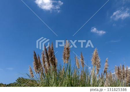爽やかな青空に映えるパンパスグラス【シロガネヨシ】 131825386