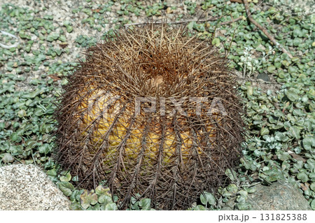 棘が白いサボテン科のシロトゲキンシャチ【白刺金鯱】 131825388