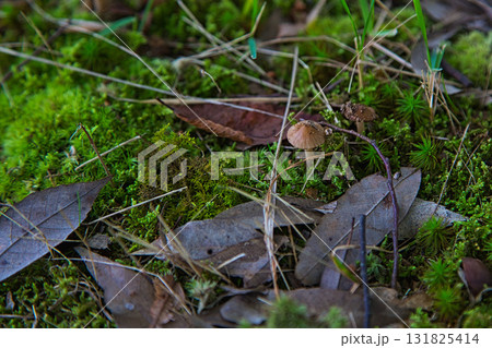 キノコの秋 131825414