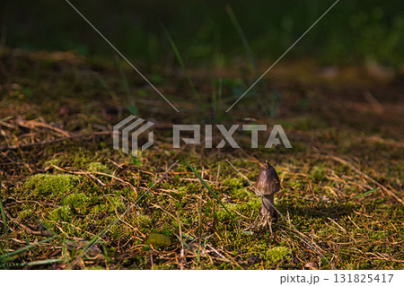 キノコの秋 131825417