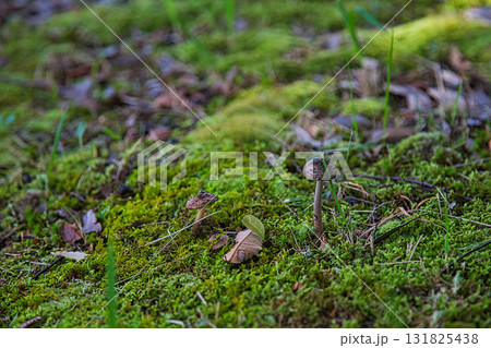 キノコの秋 131825438