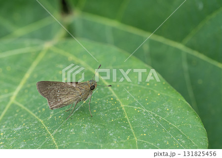 チャバネセセリ 131825456