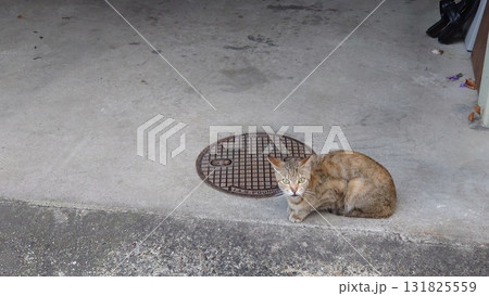 警戒する野良猫 警戒する野良猫 131825559