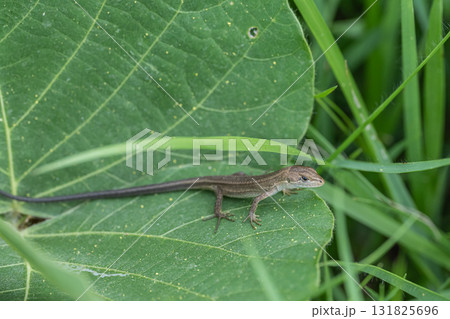 ニホンカナヘビ 131825696