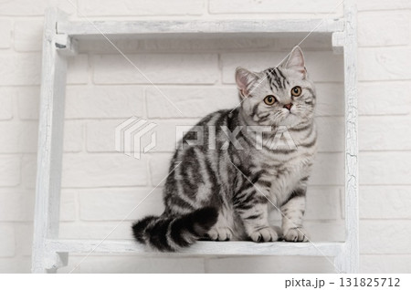 Cat on the shelves Cat on the shelves 131825712