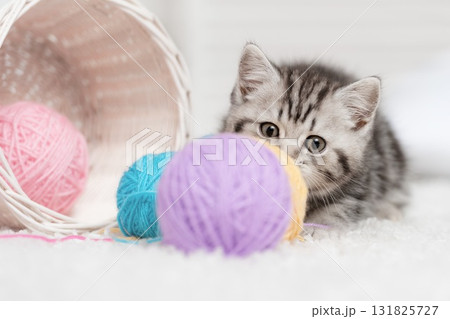 Kitten in a basket with balls of yarn Kitten in a basket with balls of yarn 131825727