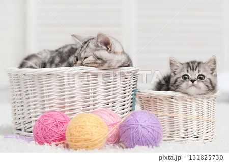 Two cats in a basket with balls of yarn 131825730