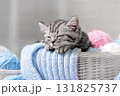 Kitten in a basket with balls of yarn 131825737