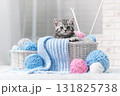 Kitten in a basket with balls of yarn 131825738