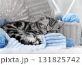 Kitten in a basket with balls of yarn 131825742
