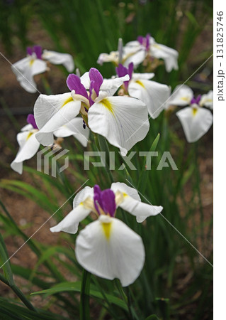 初夏の公園に咲く白い花菖蒲 131825746