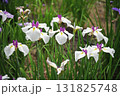初夏の公園に咲く白い花菖蒲 131825748