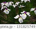 初夏の公園に咲く白い花菖蒲 131825749