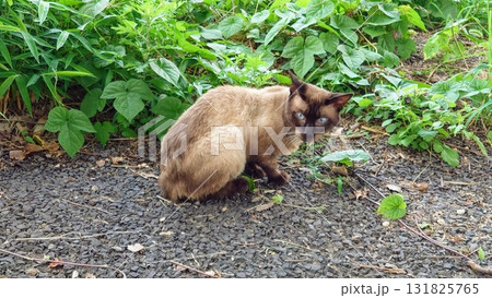 警戒する野良猫 131825765