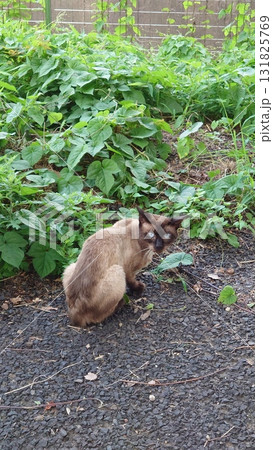 警戒する野良猫 131825769