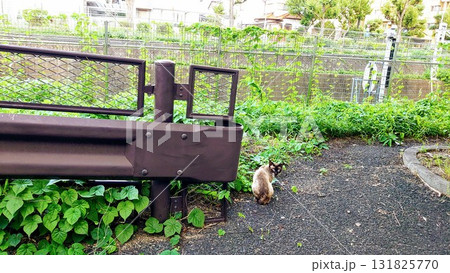 警戒する野良猫 131825770