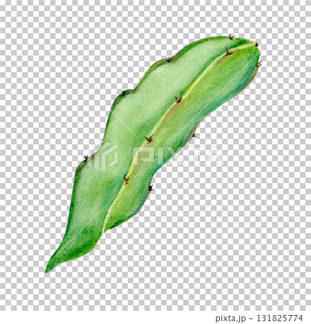 Dragon fruit cactus leaf watercolor illustration isolated on white background. Hand-painted tropical plant, perfect for botanical compositions, exotic fruit designs, eco packaging, natural branding 131825774