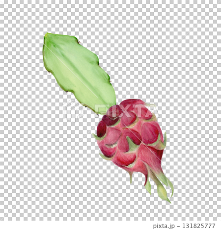Dragon fruit with cactus leaf hand-painted watercolor illustration isolated on white. Tropical exotic fruit artwork, perfect for botanical prints, packaging design, healthy food concepts, summer decor Dragon fruit with cactus leaf hand-painted watercolor illustration isolated on white. Tropical exotic fruit artwork, perfect for botanical prints, packaging design, healthy food concepts, summer decor 131825777