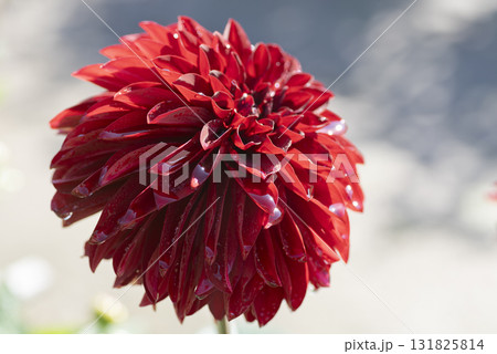 ダリアの花 ダリアの花 131825814