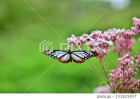 フジバカマの花に吸蜜中のアサギマダラ フジバカマの花に吸蜜中のアサギマダラ 131825957