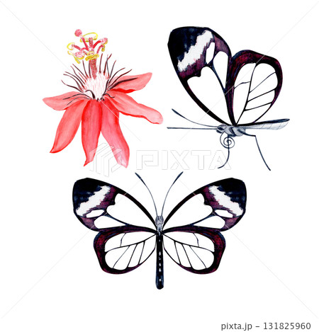 Glasswing butterflies and passionflower blossom elegant watercolor set isolated on white. Hand-painted art perfect for tropical decor, botanical card, eco branding, packaging, or wedding invitations. Glasswing butterflies and passionflower blossom elegant watercolor set isolated on white. Hand-painted art perfect for tropical decor, botanical card, eco branding, packaging, or wedding invitations. 131825960