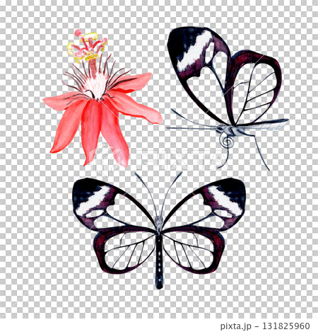 Glasswing butterflies and passionflower blossom elegant watercolor set isolated on white. Hand-painted art perfect for tropical decor, botanical card, eco branding, packaging, or wedding invitations. Glasswing butterflies and passionflower blossom elegant watercolor set isolated on white. Hand-painted art perfect for tropical decor, botanical card, eco branding, packaging, or wedding invitations. 131825960